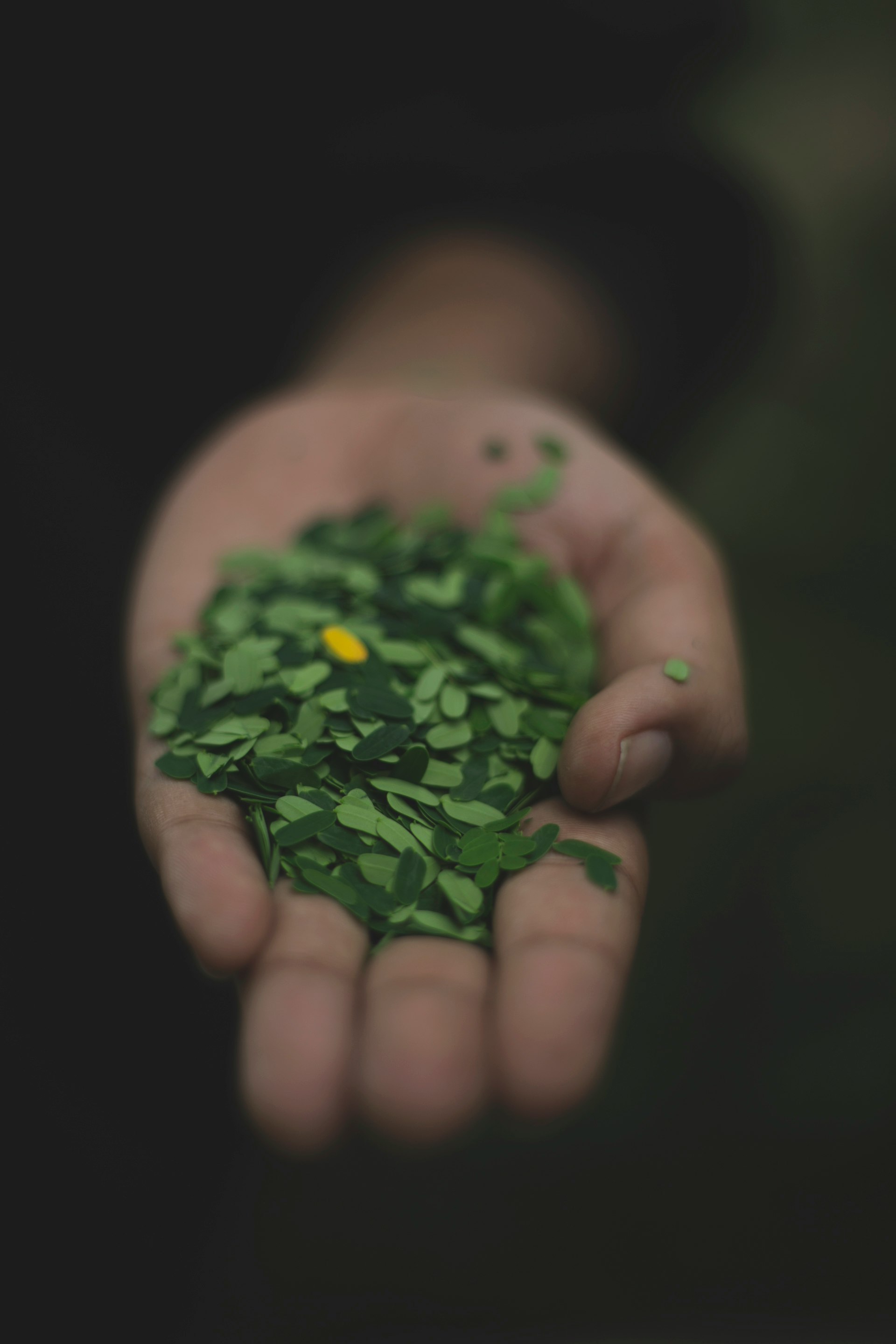 person holding tamarind leaves